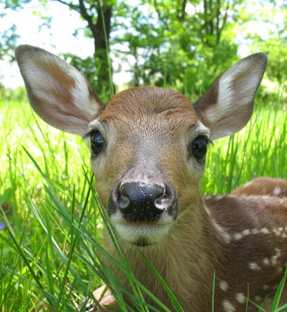 A fawn hides in the high grass. 