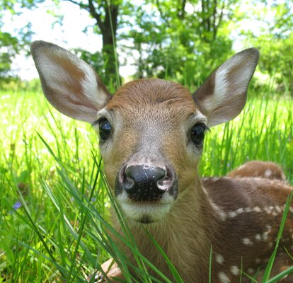 A fawn hides in the high grass. 