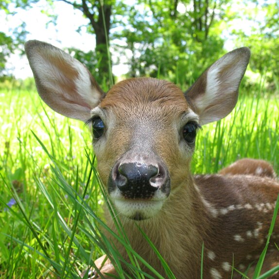 A fawn hides in the high grass. 