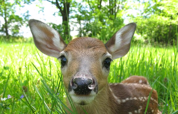 A fawn hides in the high grass. 