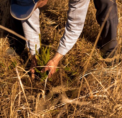 Der Mann bückt sich und pflanzt einen Baum in der Erde. Das Gras rundherum ist sehr trocken.