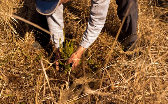 Der Mann bückt sich und pflanzt einen Baum in der Erde. Das Gras rundherum ist sehr trocken.