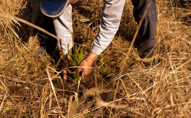 The man bends down and plants a tree in the ground. The grass around it is very dry.