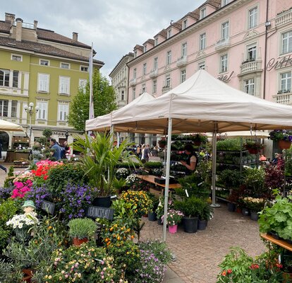 Biały namiot na targu kwiatowym w Bolzano z kolorowymi kompozycjami kwiatowymi.