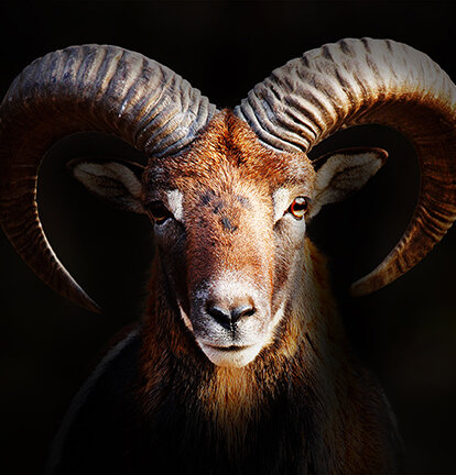 Steinbock Logo von Pirontex, der premium Textilie von Mastertent on a black background. 