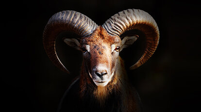 Logo Pirontex Stożek, tkanina premium do namiotów Mastertent na czarnym tle.