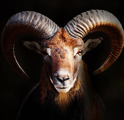 Steinbock Logo von Pirontex, der premium Textilie von Mastertent on a black background. 